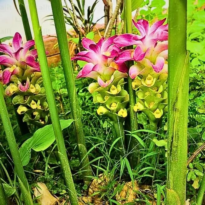 Pack 2 Curcuma Turmeric Ginger Plants Live - Size 5-8 Inch Tall - Live Ginger Vegetable for Planting - Ginger Seedlings