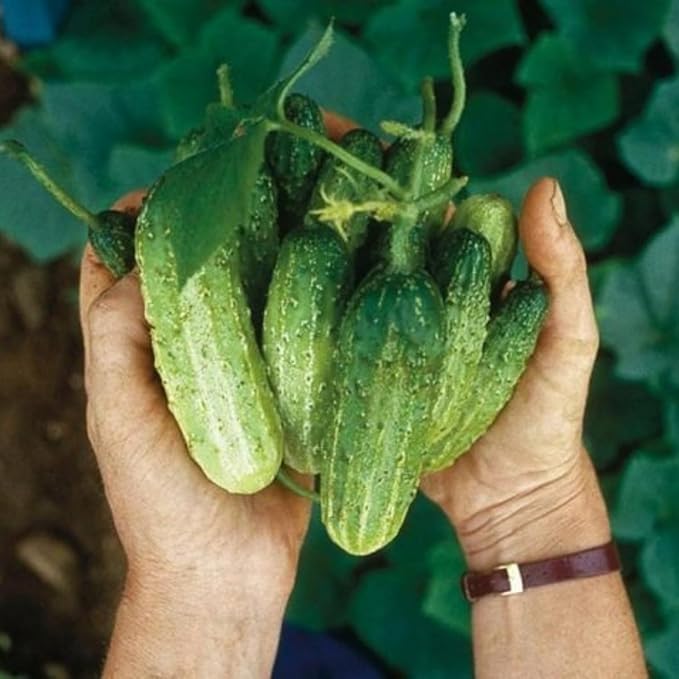 2 Cucumber Plants Live Live Green Cucumber Plants Potted 3 to 5 Inches Tall 4 Inches Pot Vegetable Plants Gardening Planting
