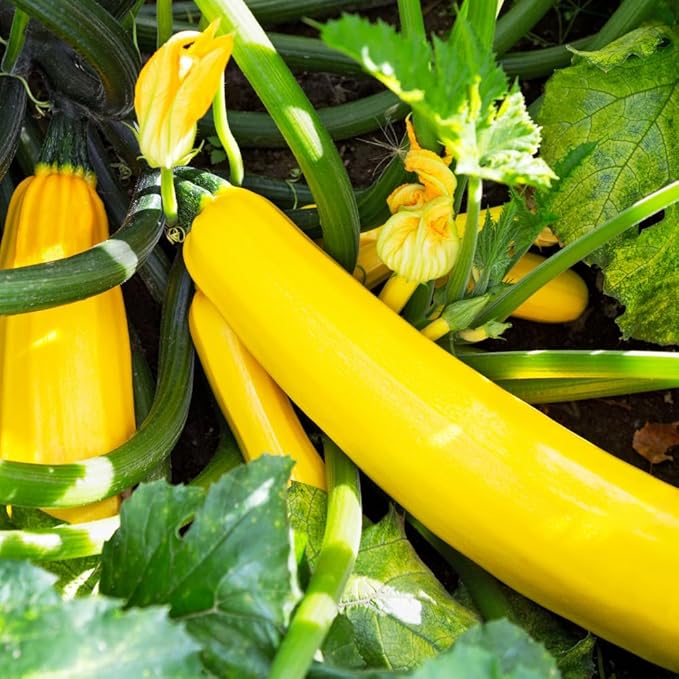 2 Yellow Zucchini Plants Yellow Summer Squash in 4 Inch Pots - 4-6 Inch Tall Live Vegetable Garden Plants