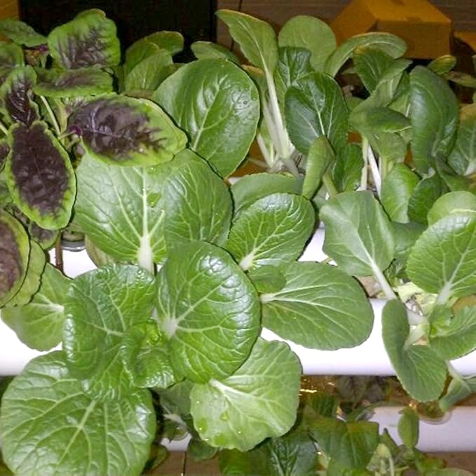 Hydroponics Growing System Kit54 Plant Sites 2 Layers Food-Grade PVC-U Pipes Hydroponic Grow Kit Gardening System with Water Pump TimerNet Pots and Sponge for VegetablesFruitsHerb