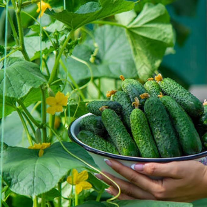 2 Cucumber Plants Live Live Green Cucumber Plants 3 to 5 Inches Tall 4 Inches Pot Cucumber Live Plants Cucumber Starter Plants Growing Outdoor