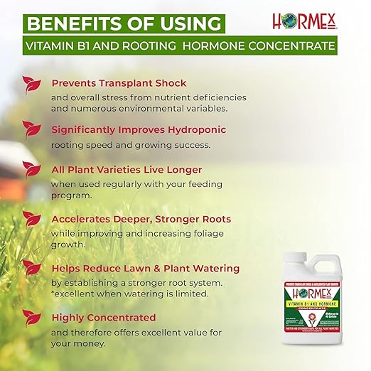 Hormex Rooting Powder #3 &amp Vitamin B1 Hormone Concentrate Combo - Root Stimulator for Semi-Softwood Cuttings &amp Liquid - Perfect for Hydroponics House Plants Gardens Fruits &amp Vegetables