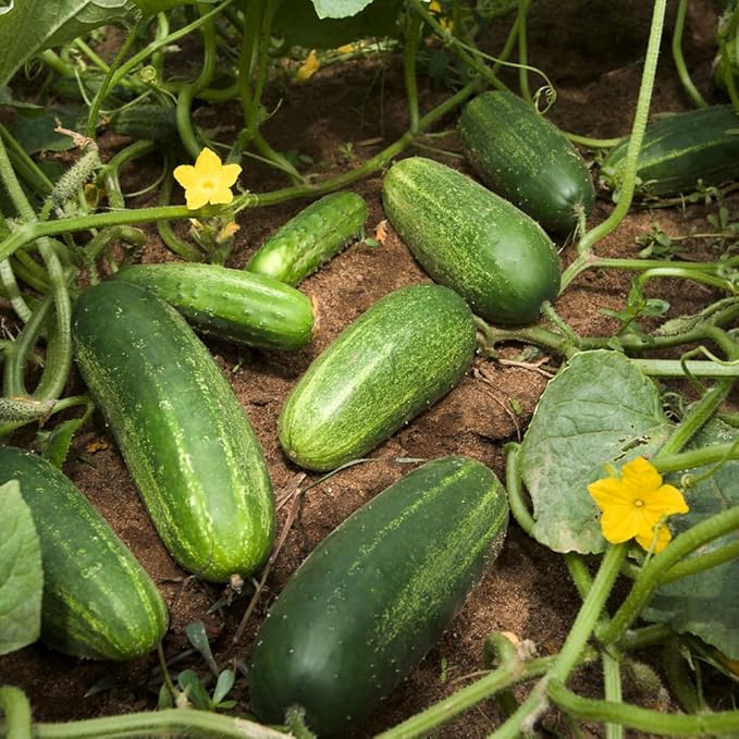 Cucumber Plants Live 6-8 Inches Tall in 4 Inch Pot 2 Plants Per Pot Vegetable Plants for Garden or Containers