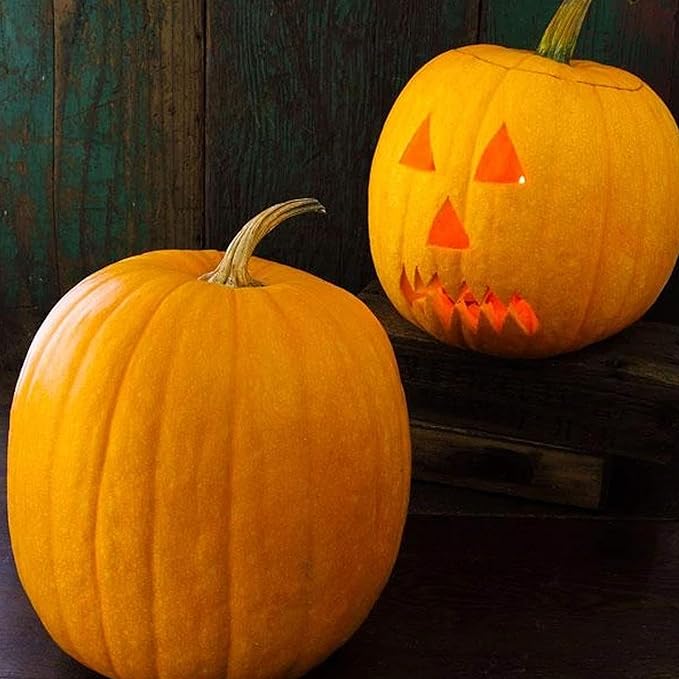 Organic Jack O'Lantern Pumpkin Seed - 1/4 LB ~900 Seeds - Non-GMO Heirloom Open Pollinated - Vegetable Gardening Seeds - Halloween