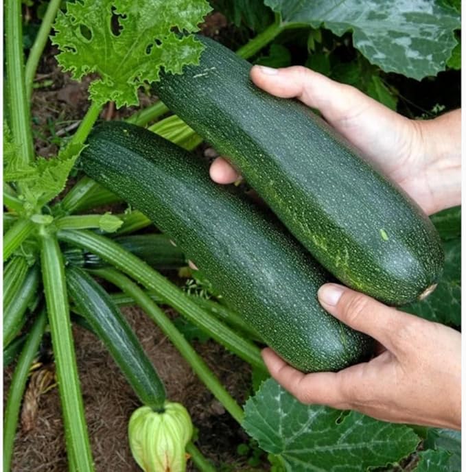 2 Zucchini Plants Live Seedlings 4 Inches Pot Live Squash Plants from 3 to 6 Inches Tall