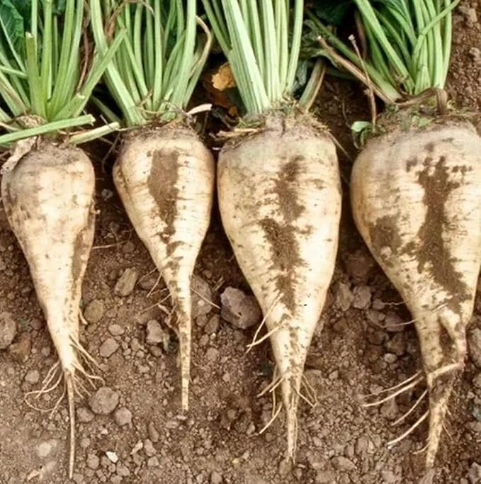 Beet Seeds for Planting - Plant &amp Grow Heirloom Beet Varieties Home Outdoor Vegetable Garden – Easy Grow Planting Packets Beta vulgaris – 5 Packets of Each Variety