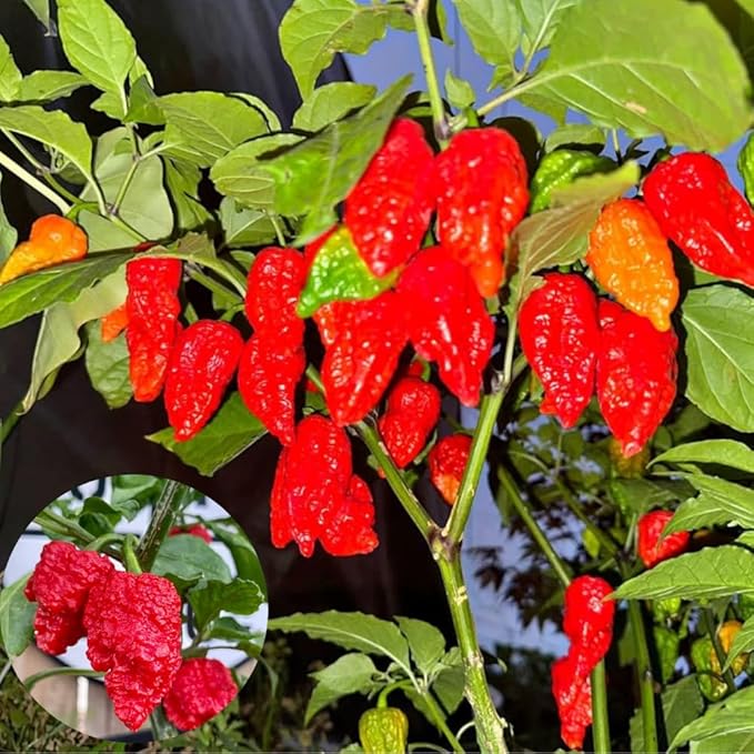 Set 6 Hot Pepper Live Plants 90 Days Old Live Pepper Chili Plant for Spring Planting (Bhut Jolokia Hot)