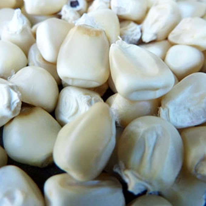 Truckers Favorite White Corn Seeds - 5 LB ~6400 Seeds - Non-GMO Open Pollinated Heirloom Vegetable Gardening Seed