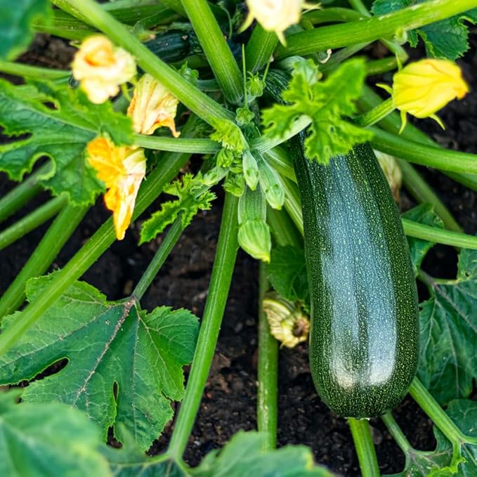 2 Green Zucchini Plants Green Summer Squash in 4 Inch Pots - 4-6 Inch Tall Live Vegetable Garden Plants