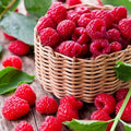 4 Red Thornless Raspberry Plants Live 5-9 Inch Tall Raspberry Fruit Trees for Outdoor Growing Raspberry Seedling