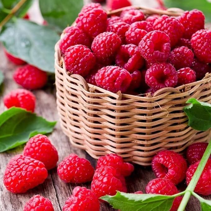 4 Red Thornless Raspberry Plants Live 5-9 Inch Tall Raspberry Fruit Trees for Outdoor Growing Raspberry Seedling
