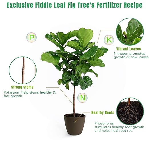 Fiddle Leaf Fig Tree Plant Food 21 ozLiquid Houseplant Fertilizer with 3-1-2 NPK Ration for Healthy RootsStems and Leaves