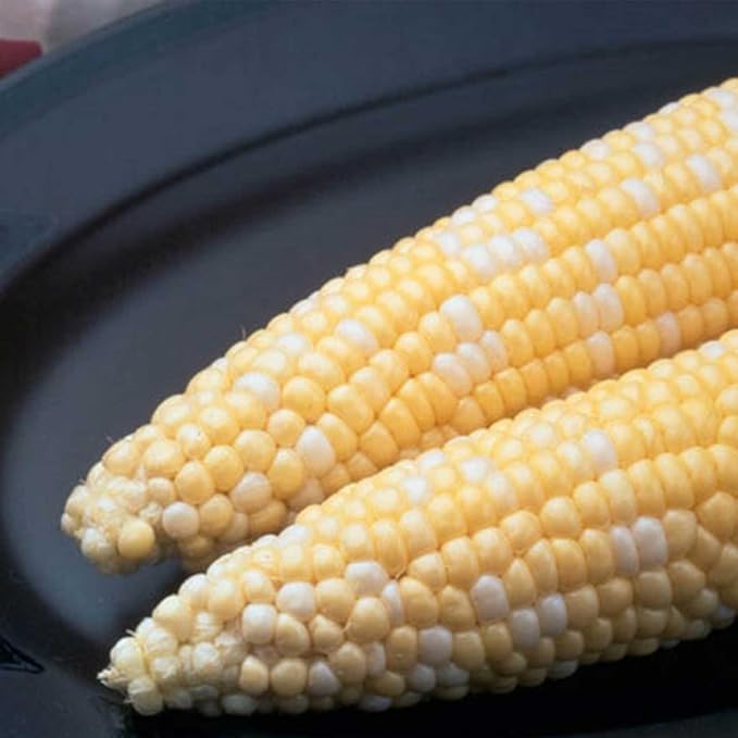 Ambrosia Hybrid Corn Garden Seed (Treated) - 25 Lb Bulk ~52000 Seeds - Non-GMO Bi-Color SE Vegetable Gardening Seeds - Yellow &amp White