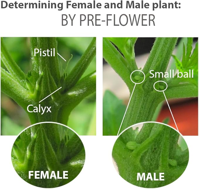Feminized Seed Spray | 1 Ounce 2Pack Bottle for Growing All Female Pollen and Seeds Safe Non-Toxic Plant Flower Formula for Growers - Effective and Reliable Solution