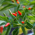 Pequin Peppers Plants 4 to 6 Inch Tall Pequin Chili Pepper Plant in 4 Pot Pepper Live Plants Vegetables Pepper Seedlings
