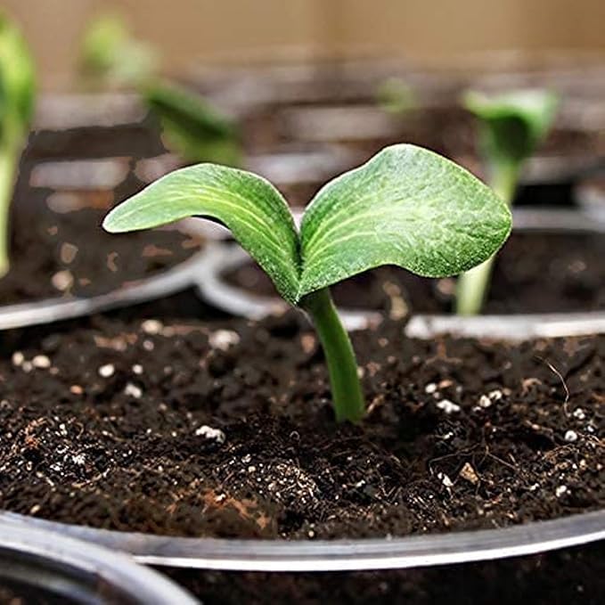 Coast of Maine 16qt (Pack of 8) Sprout Island Blend Organic &amp Natural Seed Starter for Seed Germination &amp Root Plant Cuttings
