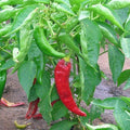 Live Pepper Anaheim aka Capsicum annuum 'Anaheim' Vegetable Plant fit 4 Pot