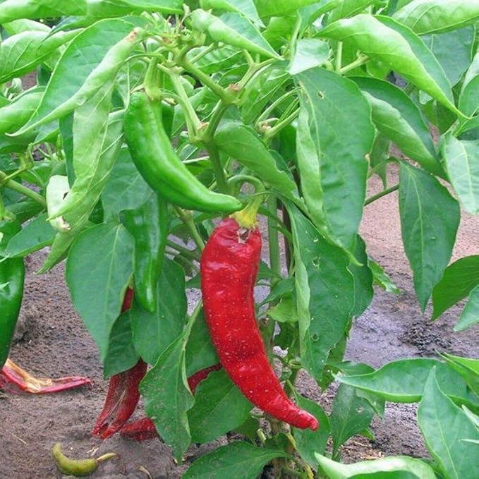 Live Pepper Anaheim aka Capsicum annuum 'Anaheim' Vegetable Plant fit 4 Pot