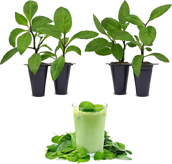 Longevity Spinach Plant (4 Pack) | Real Live Vegetable Plant for Sale | Nutrient-Rich Superfood | Easy to Grow Live Plant for Home Gardens Organic Landscaping and Indoor or Outdoor Planting