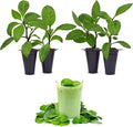 Longevity Spinach Plant (4 Pack) | Real Live Vegetable Plant for Sale | Nutrient-Rich Superfood | Easy to Grow Live Plant for Home Gardens Organic Landscaping and Indoor or Outdoor Planting