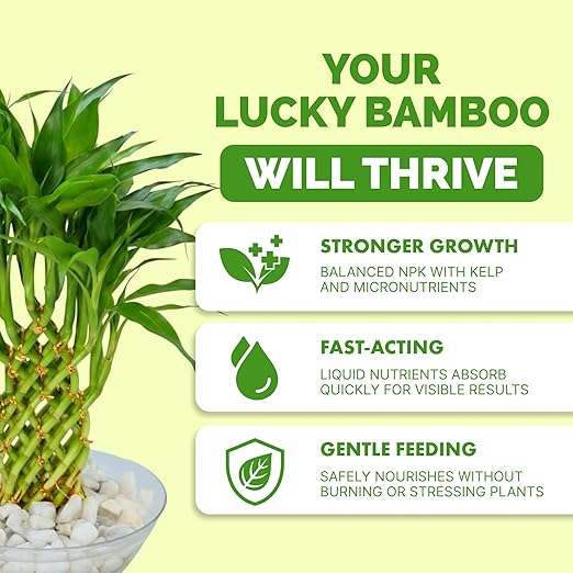 Lucky Bamboo Fertilizer Complete Liquid Lucky Bamboo Plant Food 32 oz (1 Quart)