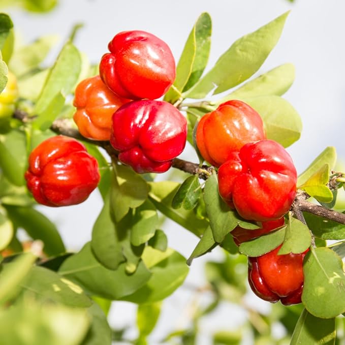 Acerola Red Cherry Seedling Barbados Cherry Live Plant 5-9” Tall