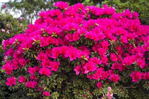Espoma Organic Azalea-Tone 4-3-4 Natural &amp Organic Fertilizer and Plant Food for All Flowering Evergreen Shrubs. 4 lb. Bag. Use for Planting &amp Feeding to Promote Growth &amp Blooming - Pack o