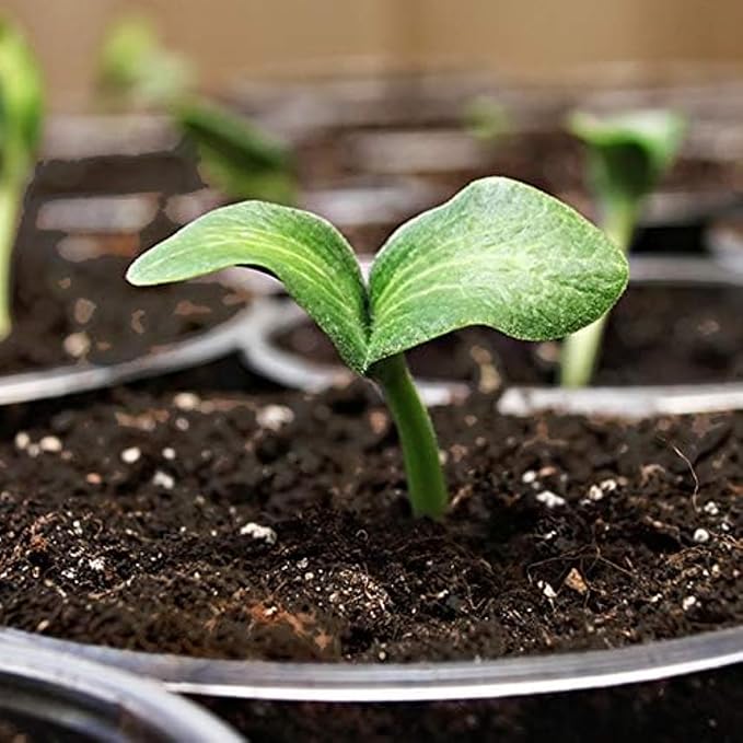Coast of Maine 16qt (Pack of 8) Sprout Island Blend Organic &amp Natural Seed Starter for Seed Germination &amp Root Plant Cuttings