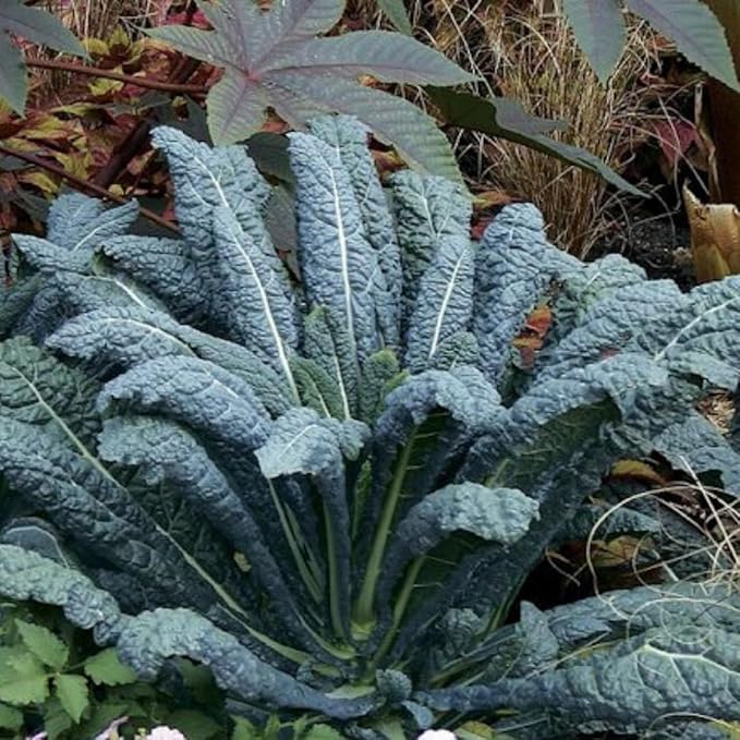 Set of 2 Live Dwarf Blue Kale Plants Hardy Vegetable Kale Plants 3-6 Inches Tall in 4 Inch Pots Ready for Growing