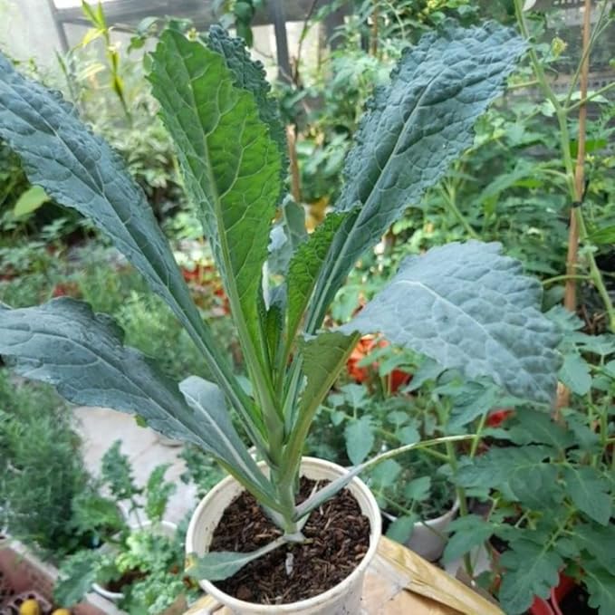 Live Dwarf Blue Kale Plants Kale Vegetable Plant 3-6 Inches Tall Well-Rooted in 4 Inch Pot for Growing