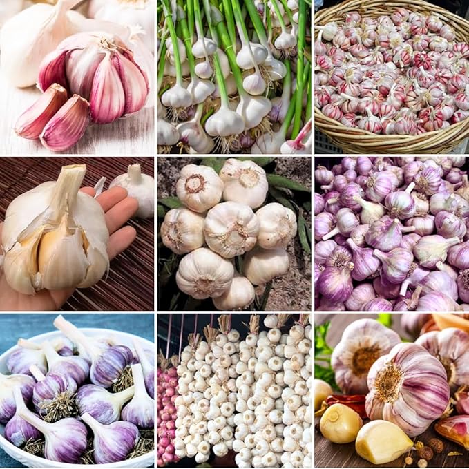 1 Pound Random Hardneck Garlic Bulbs for Planting Fresh High-Yield Hardy Garlic for Garden or Container Growing