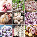 1 Pound Random Hardneck Garlic Bulbs for Planting Fresh High-Yield Hardy Garlic for Garden or Container Growing