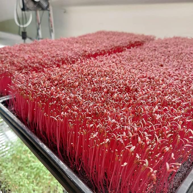 Active Grow LED Grow Light – 4FT Sun White Full Spectrum High CRI 95-2-Pack 24W IP65 Waterproof 120-277V Daisy Chain Ideal for Indoor Plants Flowers &amp Greens