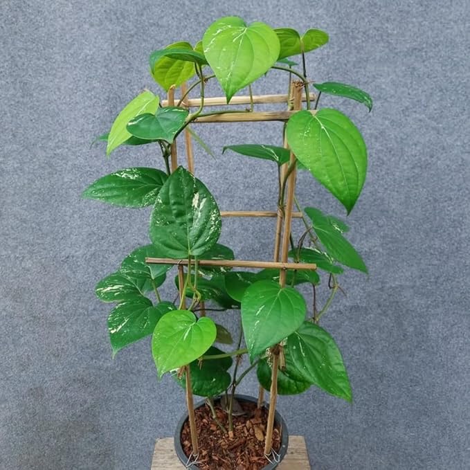 Black Pepper Plant Black Pepper Tree Plant 4 to 6 Inches Tall Edible Piper Nigrum Vines Indoor Outdoor Growing