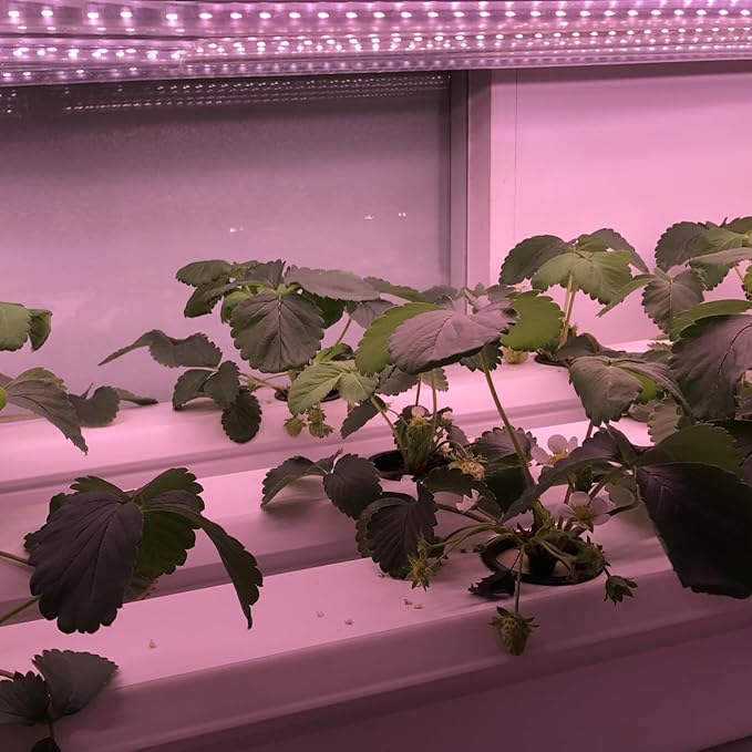 Solar Powered Grow Lights 16.4ft Full Spectrum Plant Light Strip with Panel for Garden Greenhouse