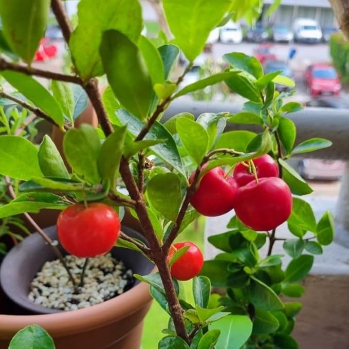 Acerola Red Cherry Seedling Barbados Cherry Live Plant 5-9” Tall