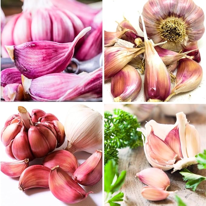 1 Pound Chesnok Red Hardneck Garlic Bulbs for Planting Fresh High-Yield Hardy Garlic for Garden or Container Growing