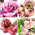 1 Pound Chesnok Red Hardneck Garlic Bulbs for Planting Fresh High-Yield Hardy Garlic for Garden or Container Growing