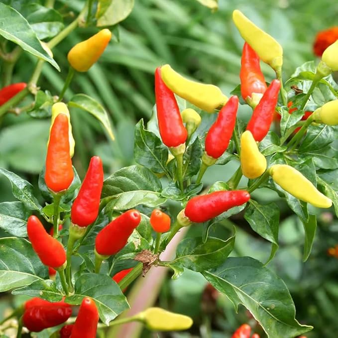 3 Hot Pequin Super Chili Pepper Plants Live in 2.5 Inch Pot for Planting Outdoor