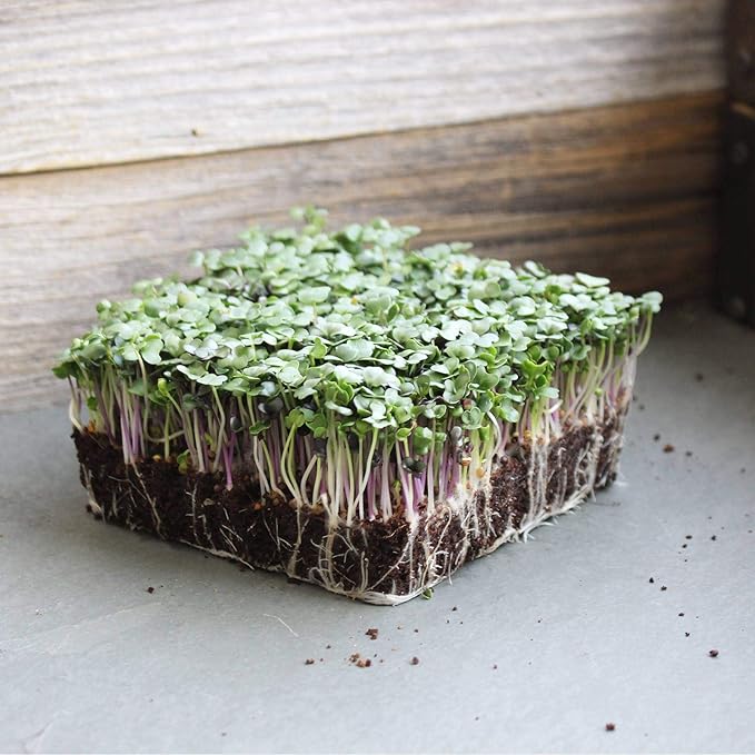 Spicy Micro Salad Mix Microgreens Seeds: 1 Lb - Non-GMO Seed Blend: Broccoli Kale Mustard Cabbage Arugula More