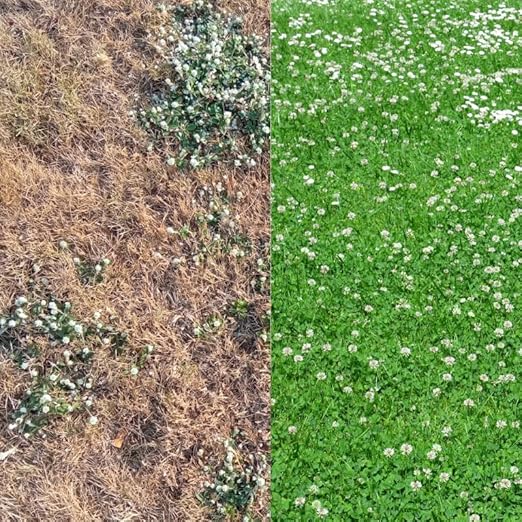 CloverMAXX Liquid Clover Fertilizer for Food Plots- 3-18-18 Foliar Application - Concentrated and Easy to Apply - 1/2 Gallon Covers 1 Acre - for Clovers Alfalfa and Other Legumes