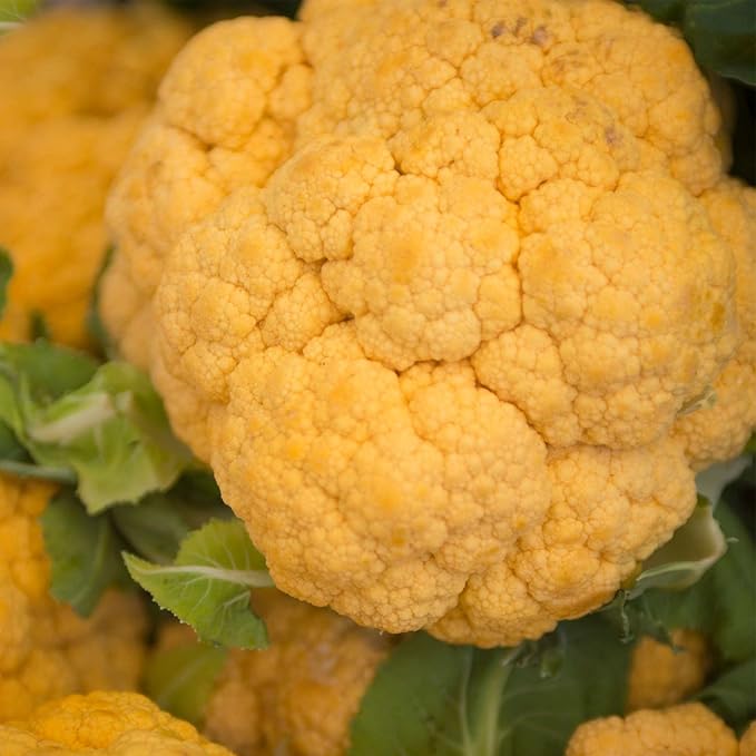 Cheddar Hybrid Cauliflower Gardening Seeds - 100 Seeds - Non-GMO Orange - Vegetable Garden Seed by Mountain Valley Seed