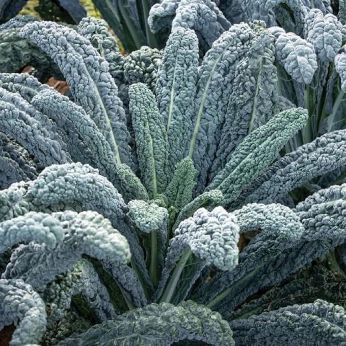 Set of 2 Live Dwarf Blue Kale Plants Hardy Vegetable Kale Plants 3-6 Inches Tall in 4 Inch Pots Ready for Growing