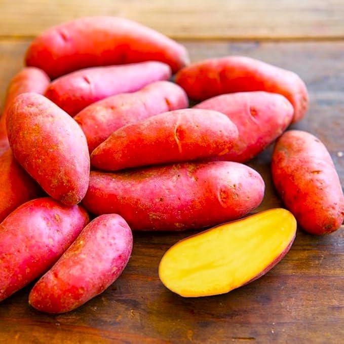 TomorrowSeeds - PRE-Order Now! Ships April 2026 - Red French Fingerling Seed Potatoes Seeds - 5 Pounds - for 2026 Planting Certified for Growers Organic Red Skinned Tuber Garden Growing Planting