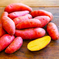 TomorrowSeeds - PRE-Order Now! Ships April 2026 - Red French Fingerling Seed Potatoes Seeds - 5 Pounds - for 2026 Planting Certified for Growers Organic Red Skinned Tuber Garden Growing Planting