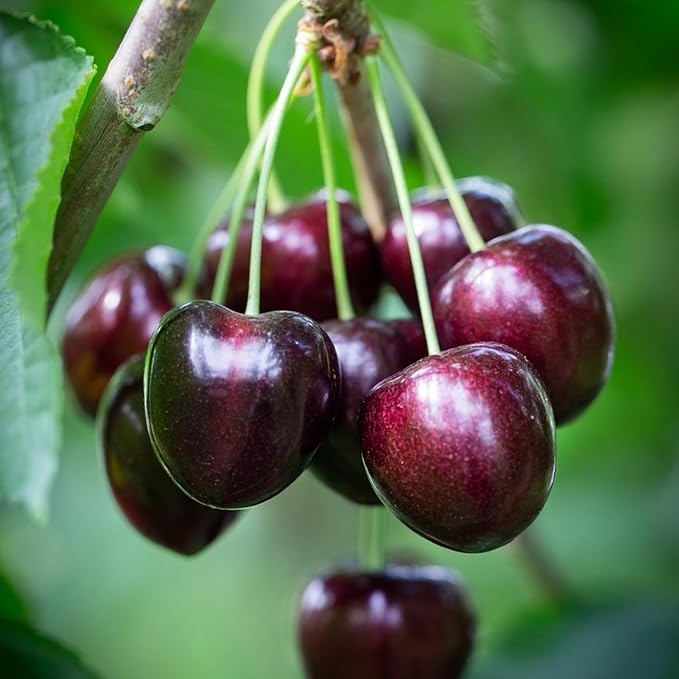 2 Black Cherry Trees Live Plants Sweet Cherry Plants Live Fruit Tree Bareroots Dormant 12-18 Inch Height Wild Black Cherry Seedling for Planting Home Garden