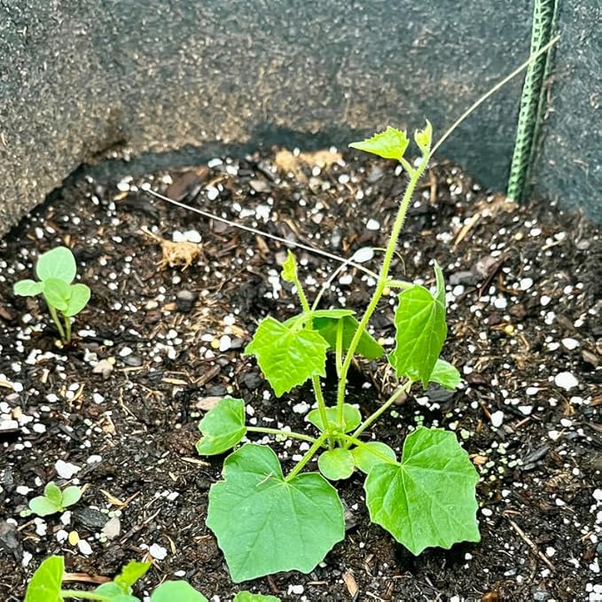 Cucamelon Plant 4 Inch Pot Mini Cucumber Plants Potted 4 to 8 Inch Tall Seedlings for Planting Garden