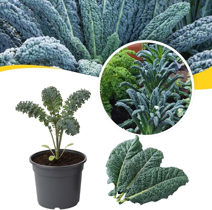 Live Dwarf Blue Kale Plants Kale Vegetable Plant 3-6 Inches Tall Well-Rooted in 4 Inch Pot for Growing