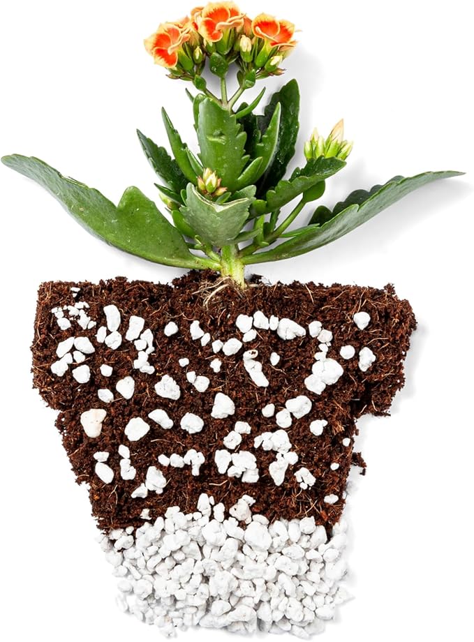 Perlite Bliss (1 Cubic Ft) - Organic Perlite for Plants Indoor Soil Amendment - Bulk Perlite for Gardening &amp Seed Starting - Mixes Easily with Potting Soil Vermiculite &amp Coco Coir for Plants