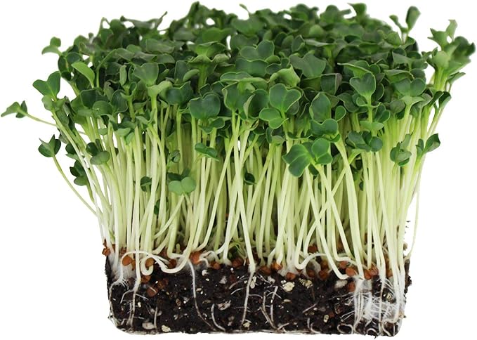 Handy Pantry Organic Sprouting Seed Assortments - Microgreens Sprout Seeds Variety Pack (12 Pack - Beginners Dozen)